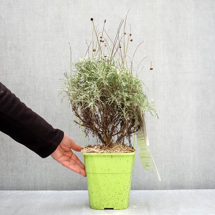 Amostra de Euryops Infinity - Marguerite des savanes Vaso de 4 L/5 L tal como entregue no inverno