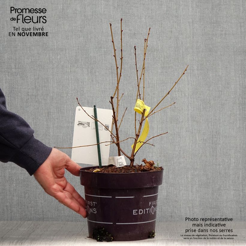 Amostra de Exochorda macrantha Lotus Moon Vaso de 3 L/4 L tal como entregue no outono