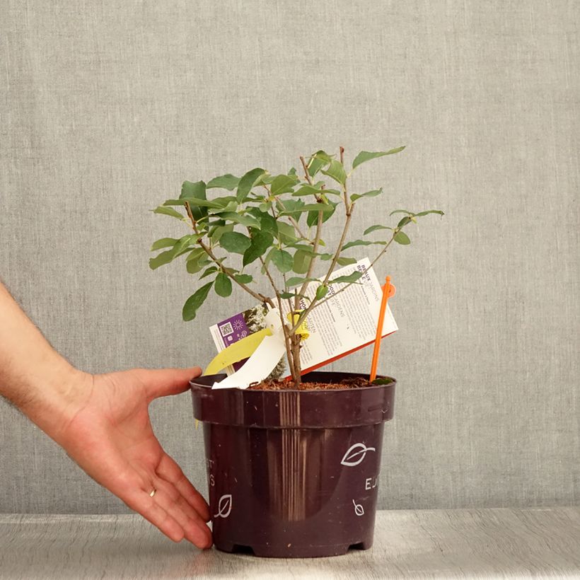 Amostra de Exochorda macrantha Lotus Moon Vaso de 3 L/4 L tal como entregue no verão
