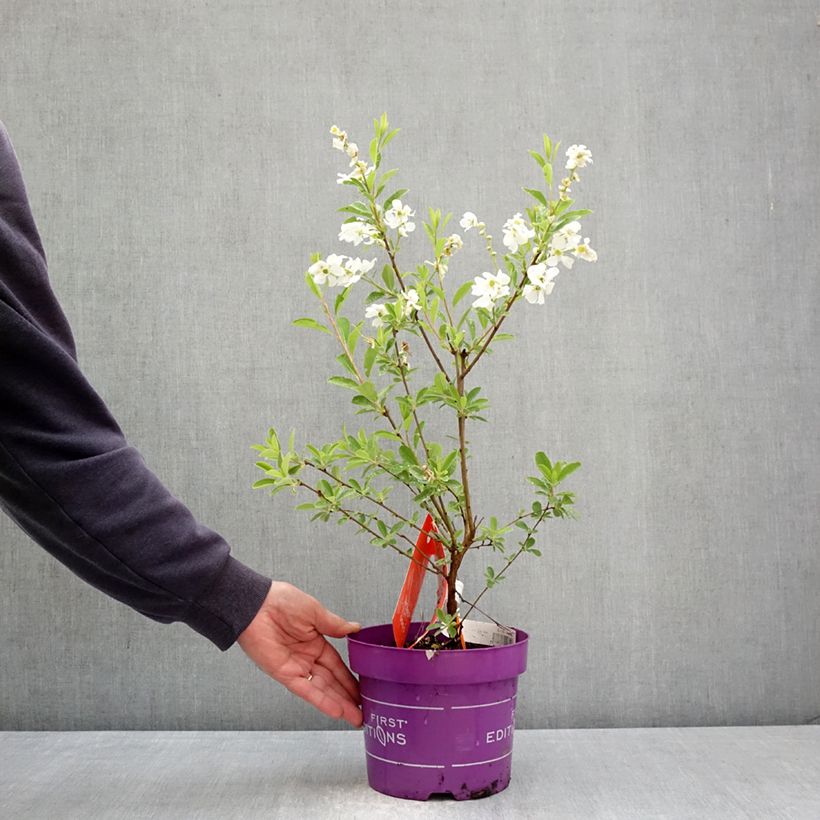 Amostra de Exochorda macrantha Lotus Moon Vaso de 3 L/4 L tal como entregue na primavera