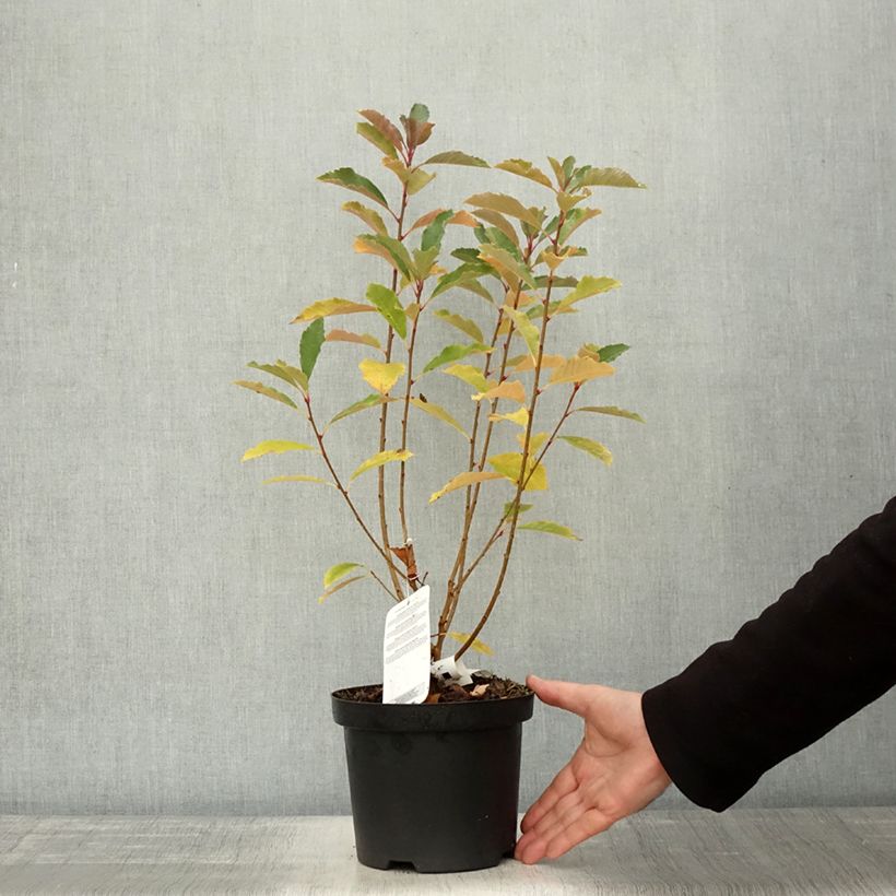 Amostra de Exochorda racemosa Blushing Pearl Pot de 3L/4L tal como entregue no outono