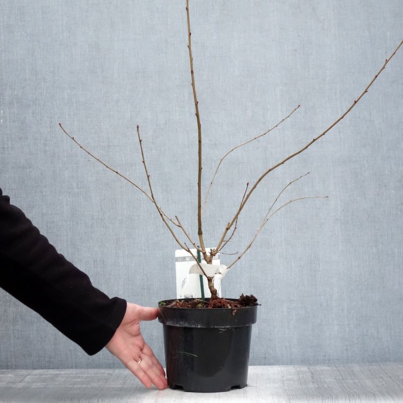 Amostra de Exochorda racemosa Blushing Pearl Pot de 3L/4L tal como entregue no inverno