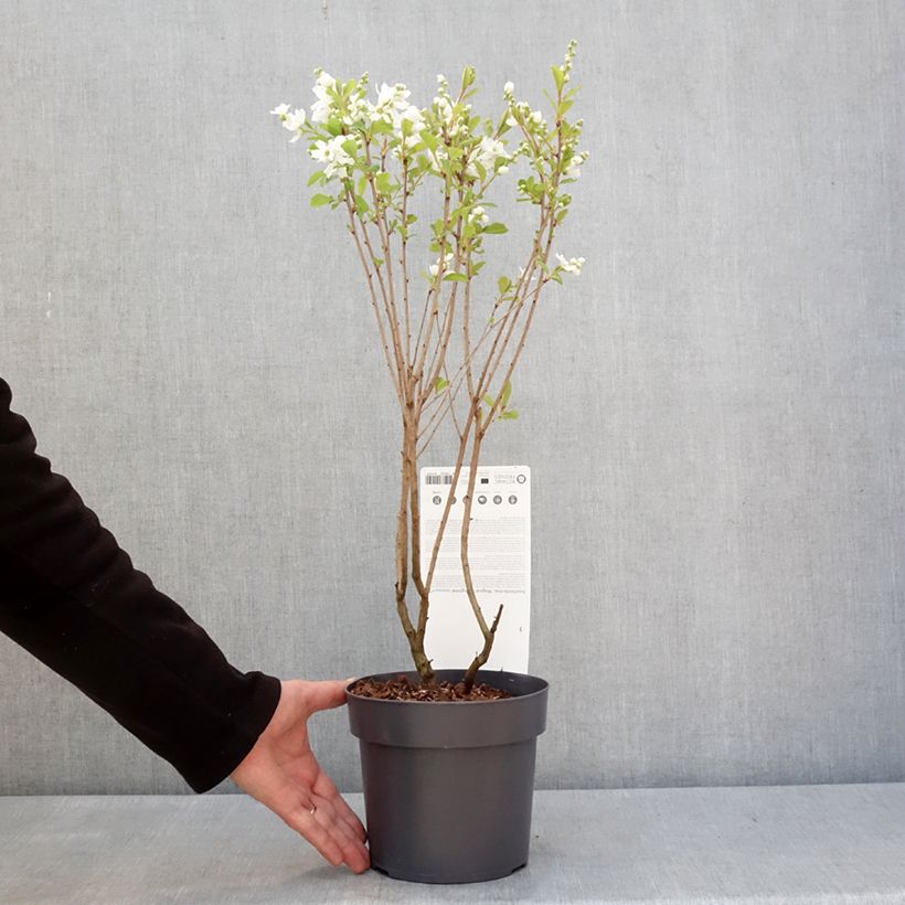 Amostra de Exochorda racemosa Magical Springtime Vaso de 2 L/3 L tal como entregue no inverno