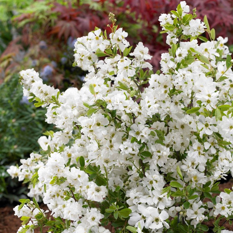 Exochorda racemosa Niagara (Floração)