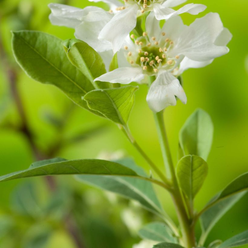 Exochorda racemosa Niagara (Folhagem)