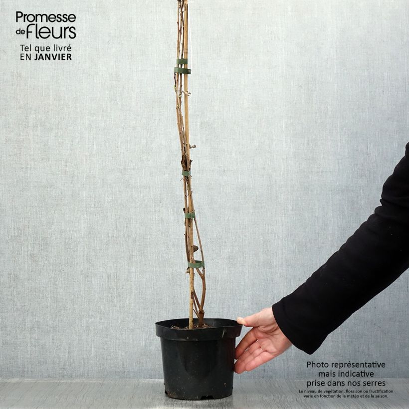 Amostra de Exochorda racemosa Niagara Vaso de 3 L/4 L tal como entregue no inverno