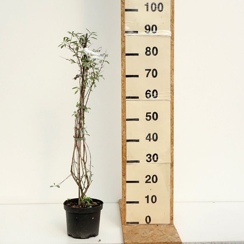 Amostra de Exochorda racemosa Snow Mountain - Arbuste aux perles Vaso de 3 L/4 L tal como entregue no verão