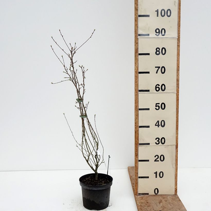 Amostra de Exochorda racemosa Snow Mountain Vaso de 3 L/4 L tal como entregue no inverno