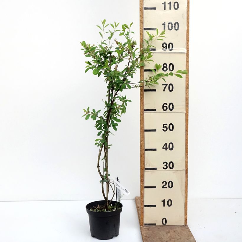 Amostra de Exochorda racemosa Snow Mountain Vaso de 3 L/4 L tal como entregue na primavera