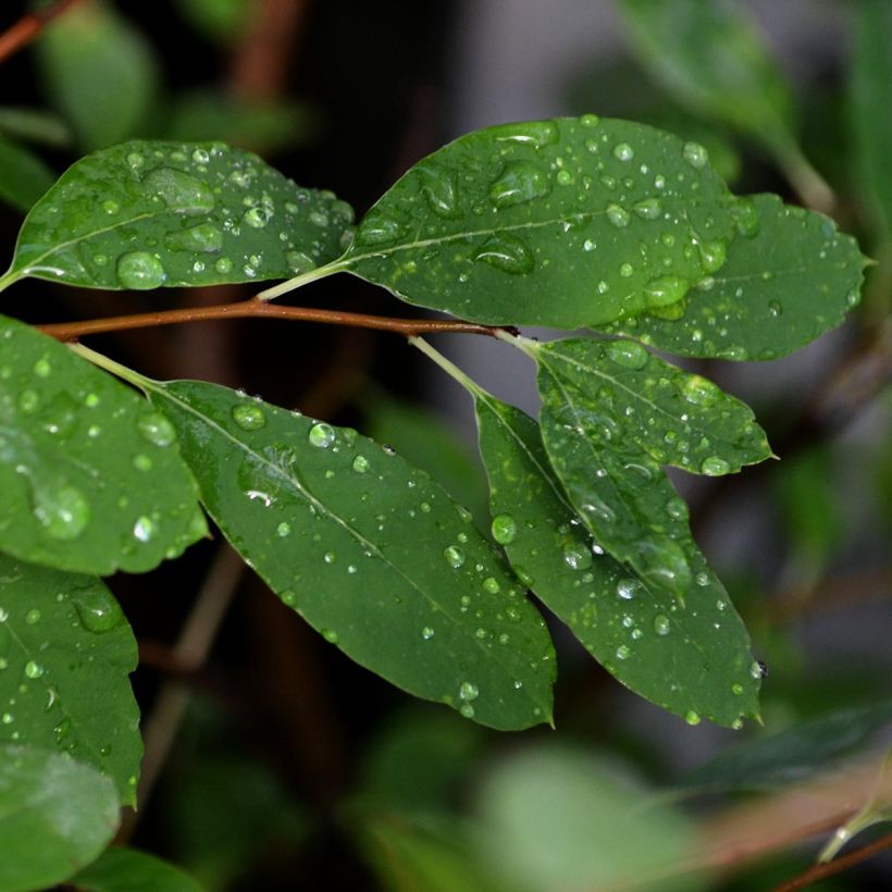 Exochorda macrantha The Bride (Folhagem)