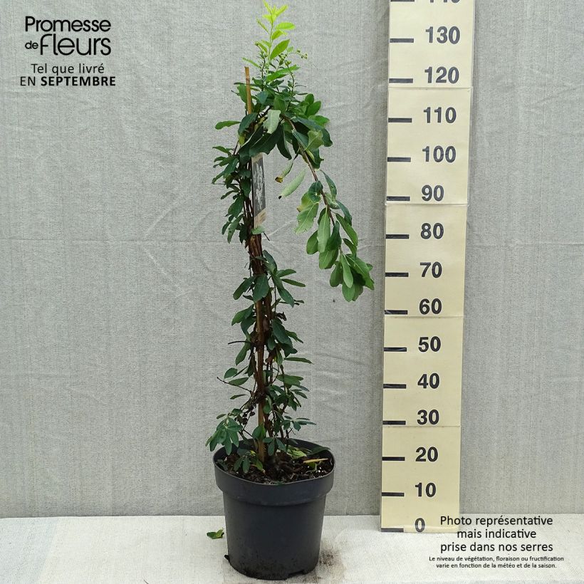Amostra de Exochorda macrantha The Bride Vaso de 7,5 L/10 L tal como entregue no outono