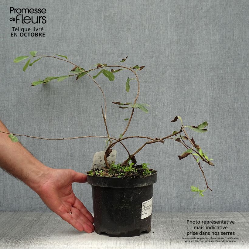 Amostra de Exochorda macrantha The Bride Vaso de 2 L/3 L tal como entregue no outono