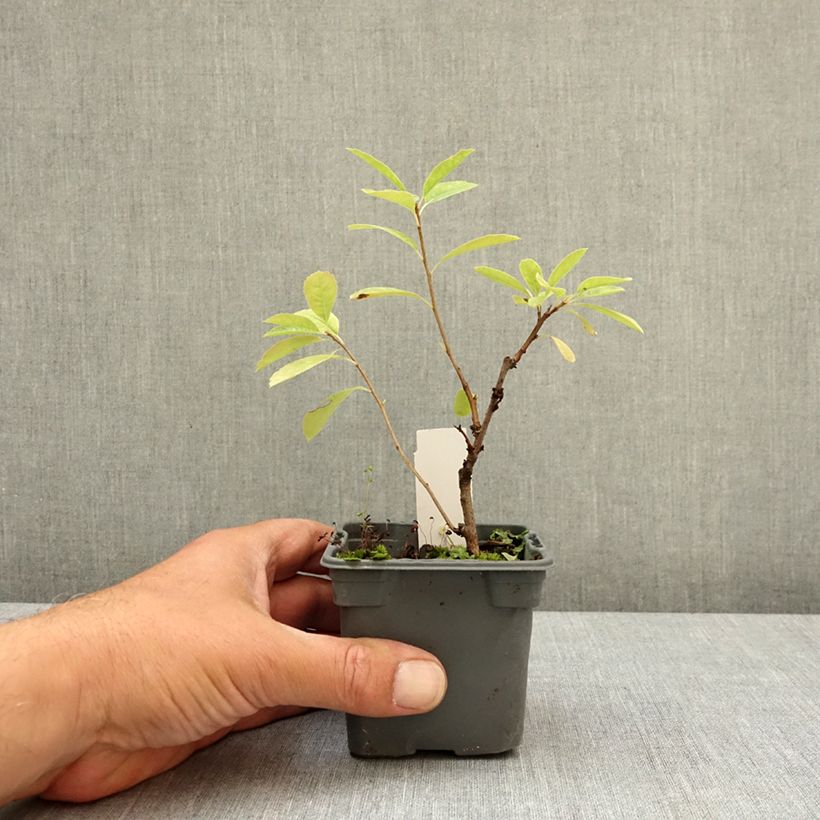 Amostra de Exochorda macrantha The Bride Vaso de 8/9 cm tal como entregue na primavera