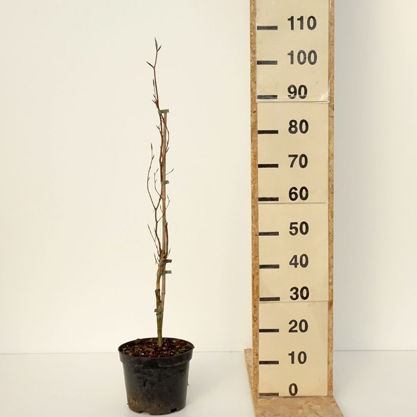 Amostra de Fagus sylvatica Anny's Red Pillar - Hêtre pourpre colonnaire Pot de 4L/5L tal como entregue no inverno