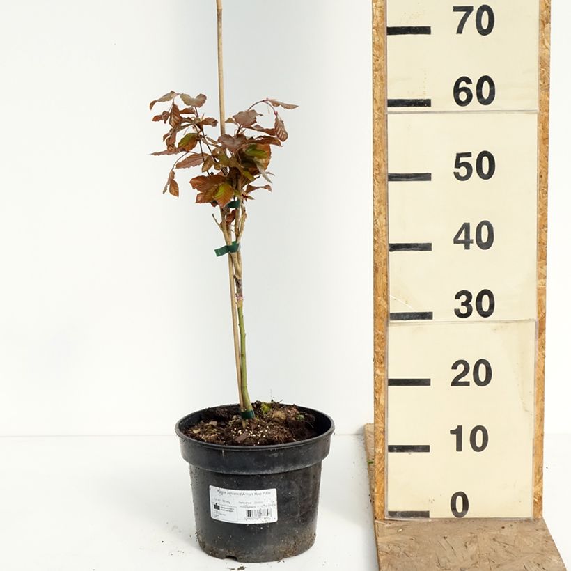 Amostra de Faia Anny's Red Pillar Vaso de 4 L/5 L tal como entregue na primavera