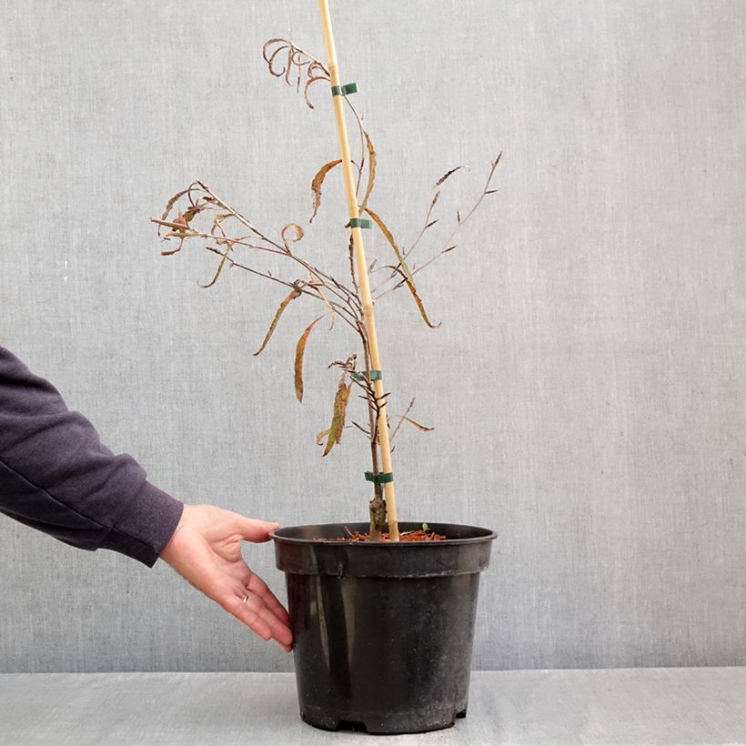 Amostra de Fagus sylvatica Ansorgei - Hêtre commun Pot de 7,5L/10L tal como entregue no outono