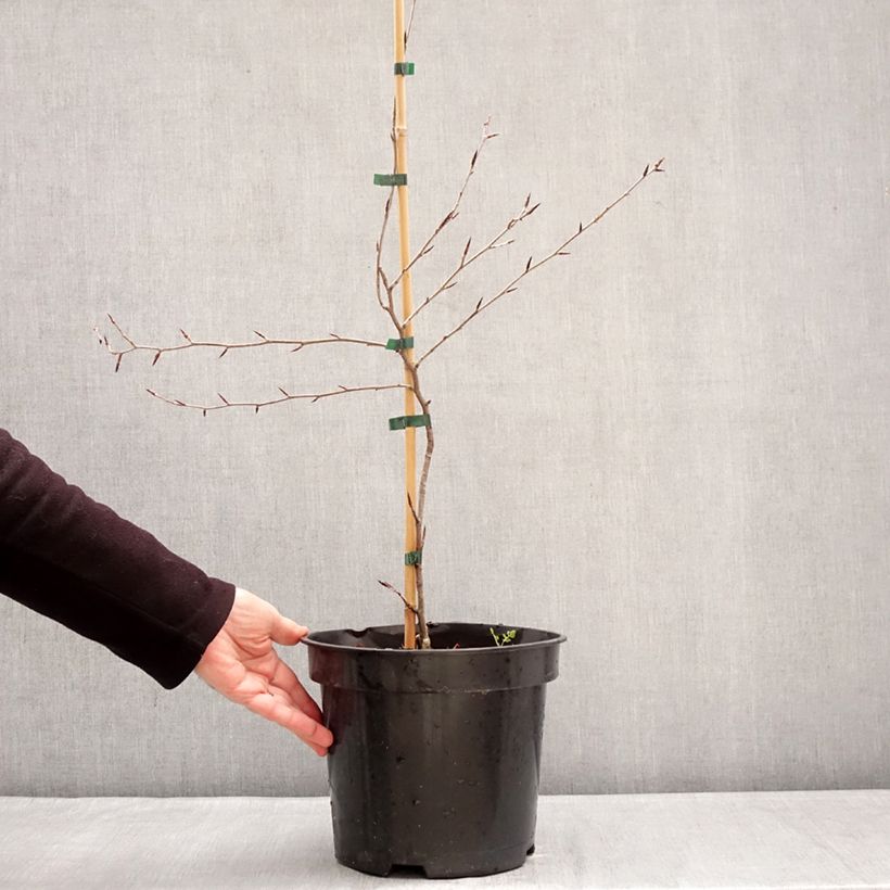 Amostra de Faia Ansorgei Vaso de 7,5 L/10 L tal como entregue no inverno