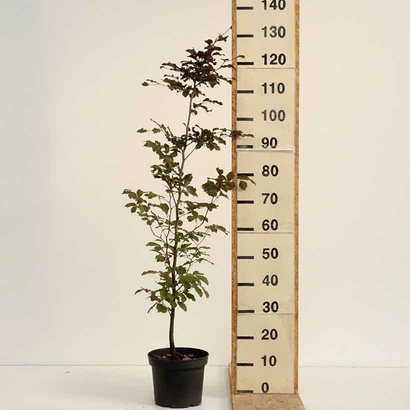 Amostra de Faia Atropurpurea Vaso de 4 L/5 L tal como entregue no verão