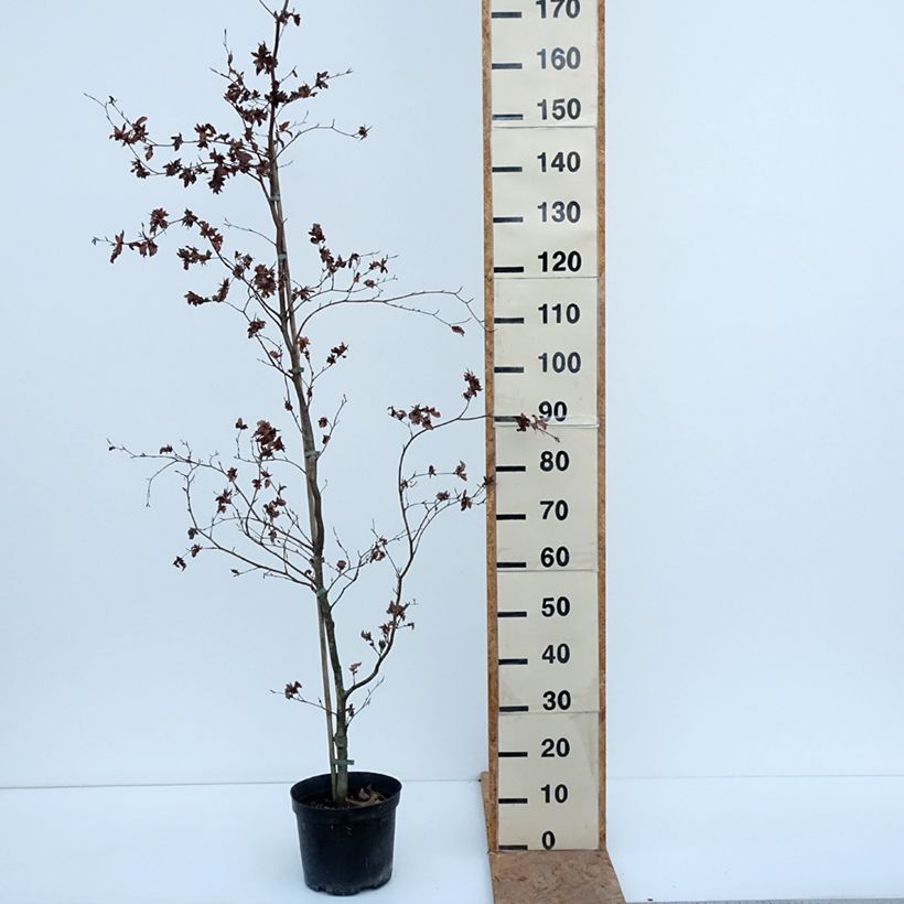 Amostra de Faia Brathay's Purple Vaso de 4 L/5 L tal como entregue no outono