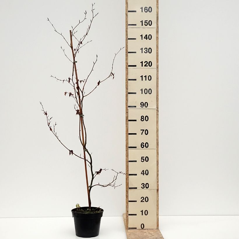 Amostra de Fagus sylvatica Brathay's Purple - Hêtre commun Pot de 4L/5L tal como entregue no inverno