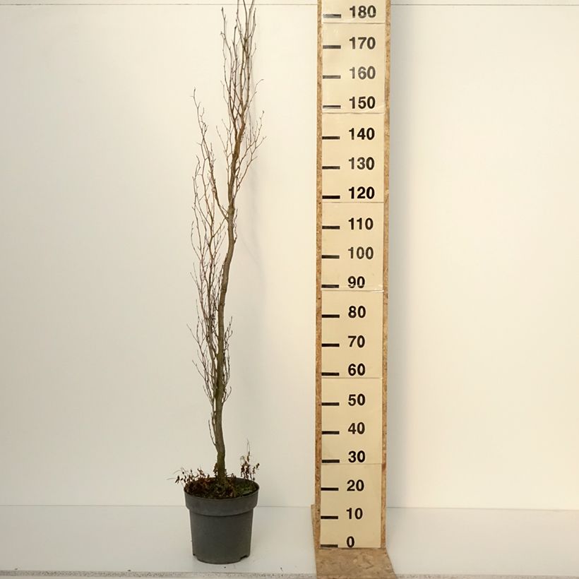 Amostra de Fagus sylvatica Callista - Hêtre commun Vaso de 7,5 L/10 L tal como entregue no inverno