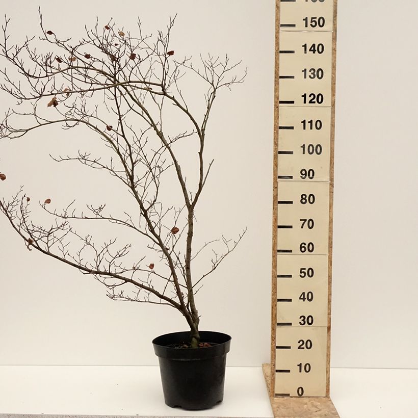 Amostra de Fagus sylvatica Cockleshell - Hêtre commun Vaso de 12 L/15 L tal como entregue no inverno