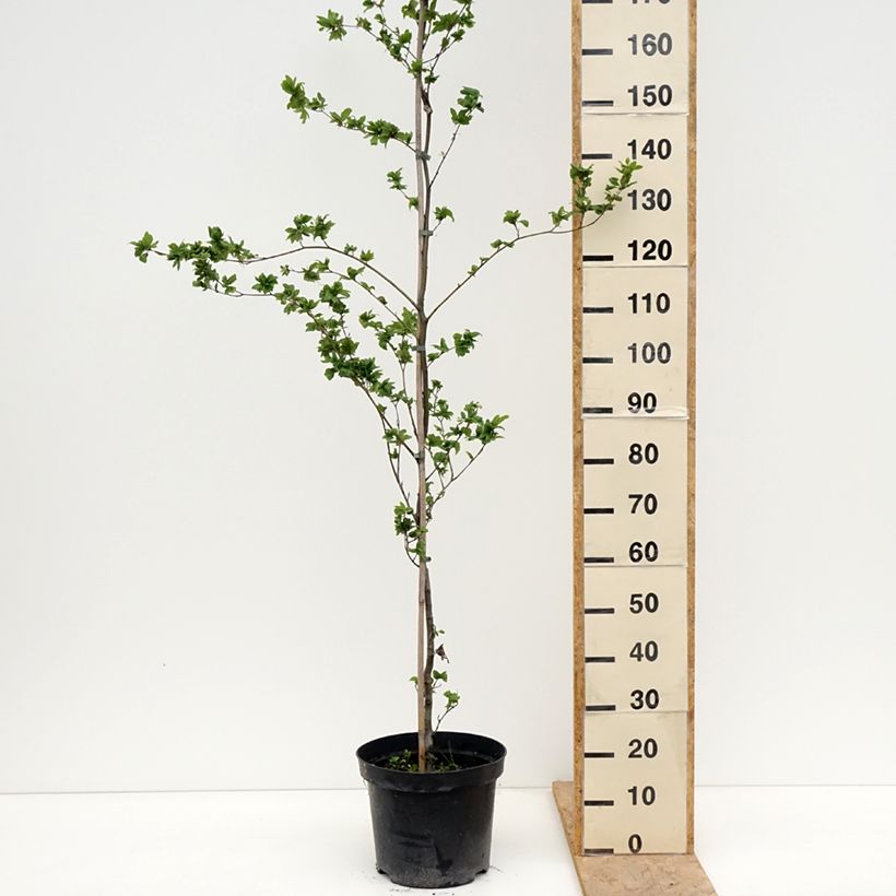 Amostra de Faia Cristata Vaso de 7,5 L/10 L tal como entregue na primavera