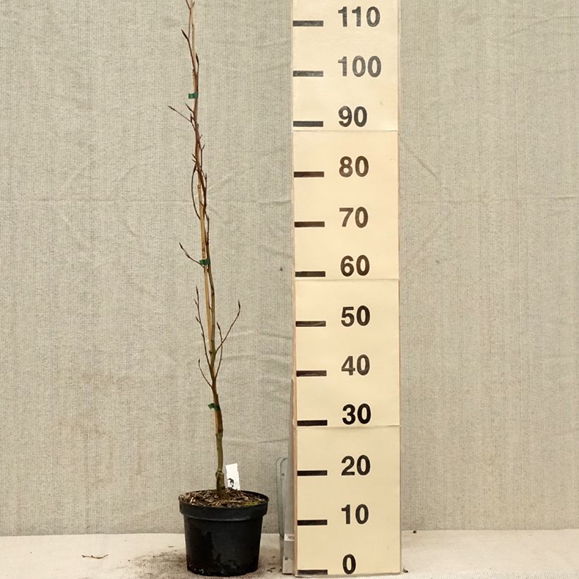 Amostra de Faia Dawyck Gold Vaso de 2 L/3 L tal como entregue na primavera