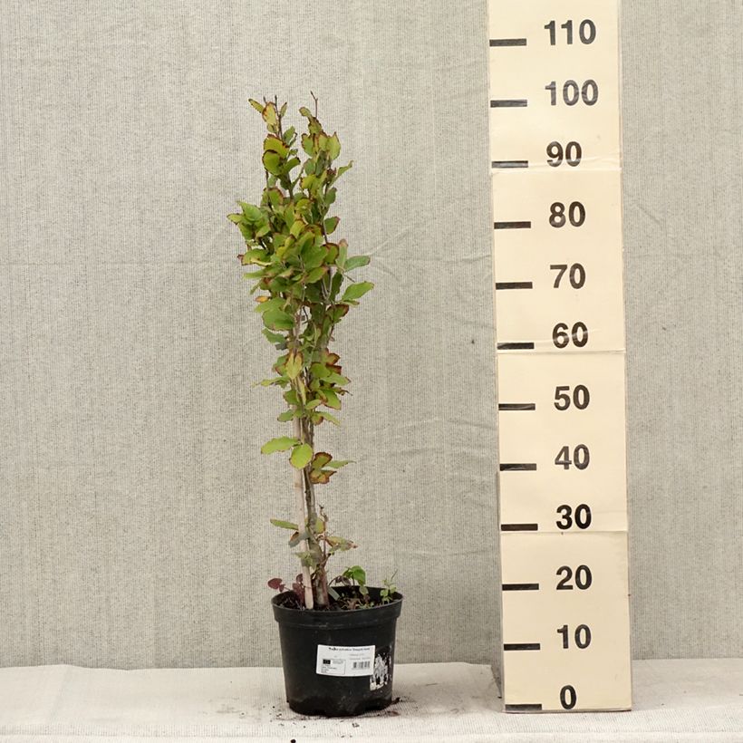 Amostra de Faia Dawyck Gold Vaso de 4 L/5 L tal como entregue no verão