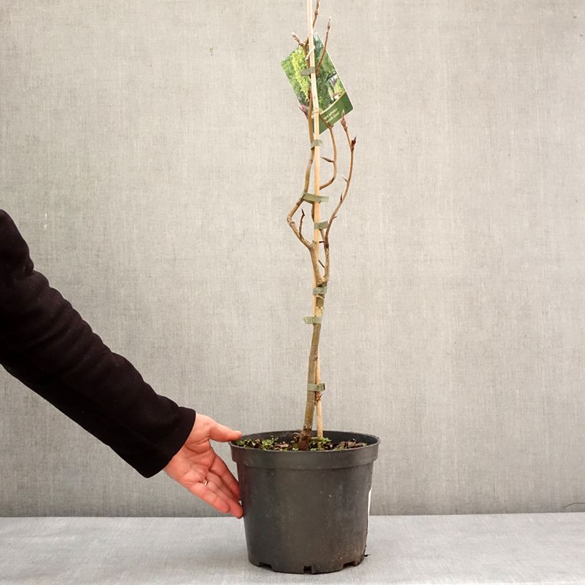 Amostra de Fagus sylvatica Dawyck Gold - Hêtre fastigié doré Vaso de 4 L/5 L tal como entregue no inverno