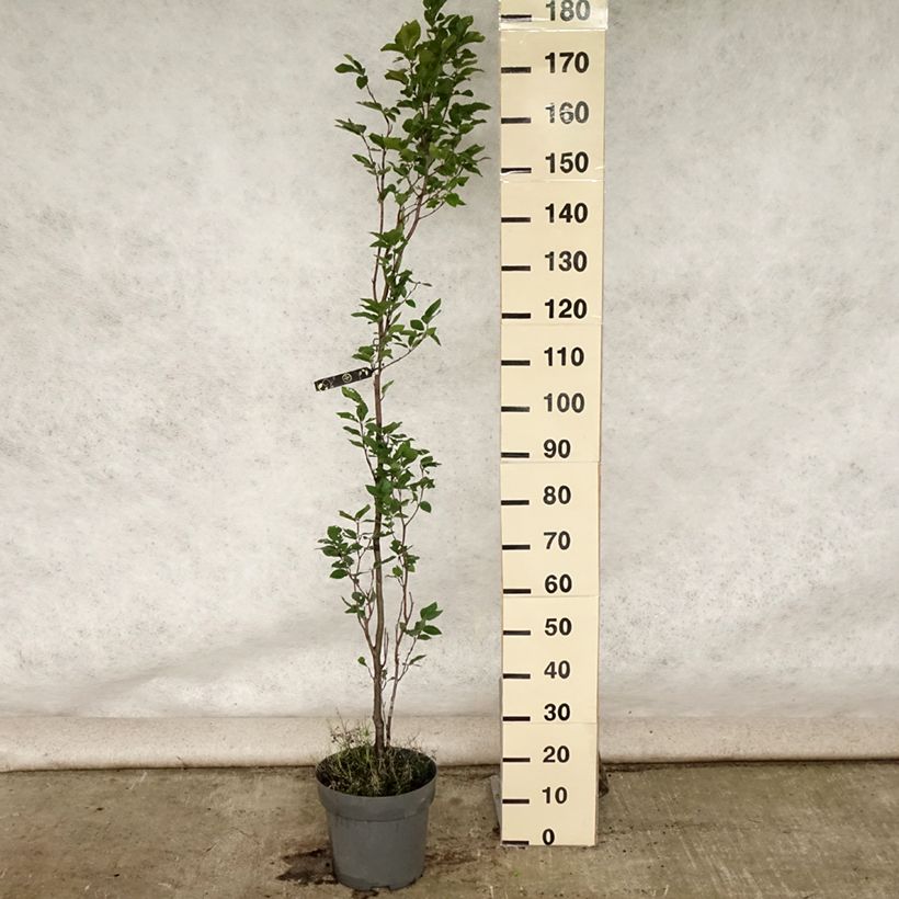 Amostra de Faia Dawyck Vaso de 4 L/5 L tal como entregue no verão
