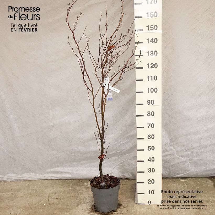 Amostra de Fagus sylvatica Dawyck - Hêtre fastigié Vaso de 4 L/5 L tal como entregue no inverno