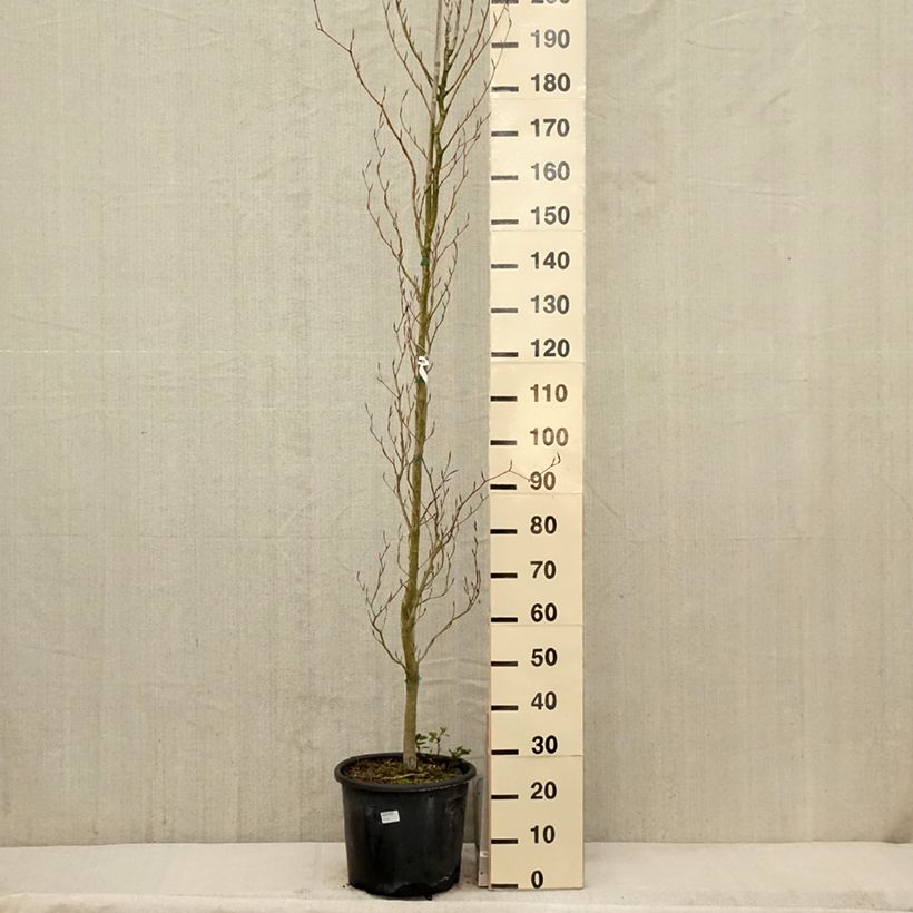 Amostra de Faia Dawyck Purple Vaso de 12 L/15 L tal como entregue na primavera