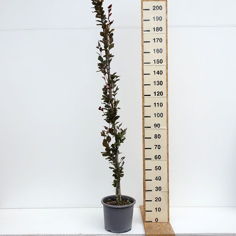 Amostra de Faia Dawyck Purple Vaso de 12 L/15 L tal como entregue no verão
