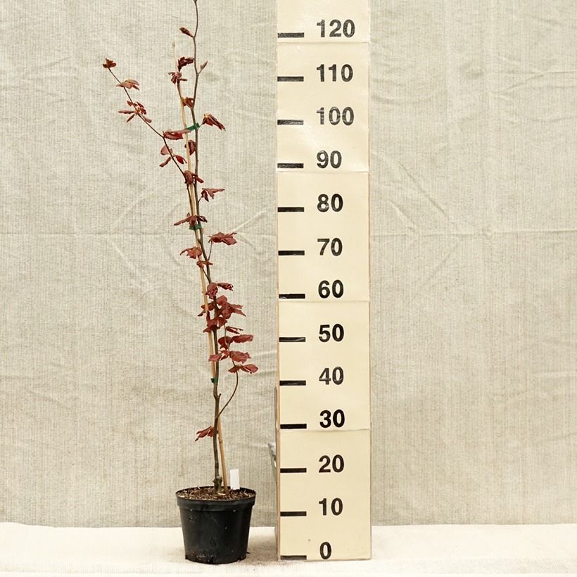 Amostra de Faia Dawyck Purple Vaso de 2 L/3 L tal como entregue na primavera