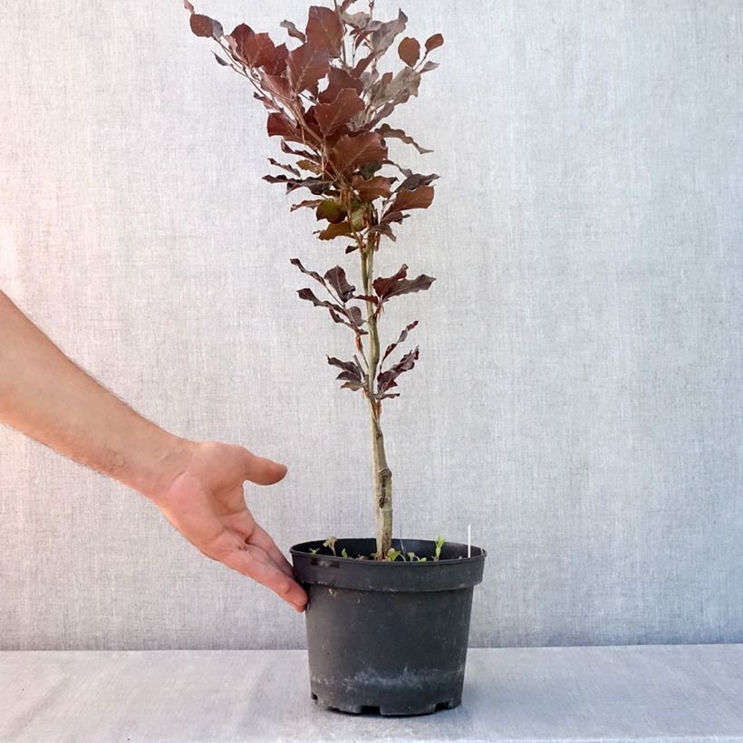 Amostra de Faia Dawyck Purple Vaso de 2 L/3 L tal como entregue no verão