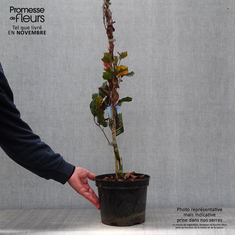Amostra de Faia Dawyck Purple Vaso de 4 L/5 L tal como entregue no outono