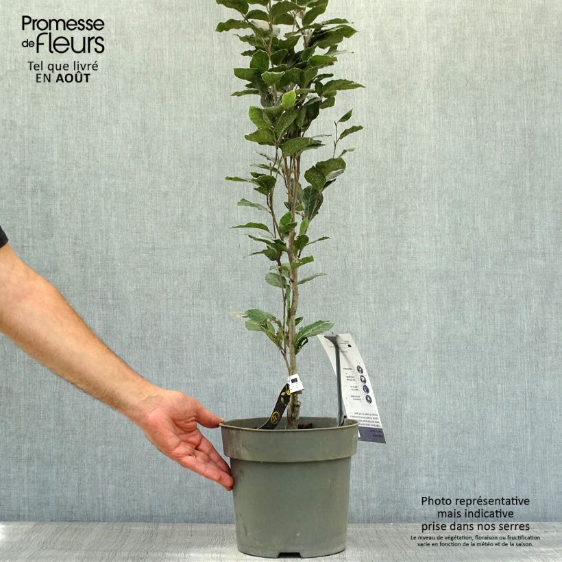 Amostra de Faia Dawyck Purple Vaso de 4 L/5 L tal como entregue no verão