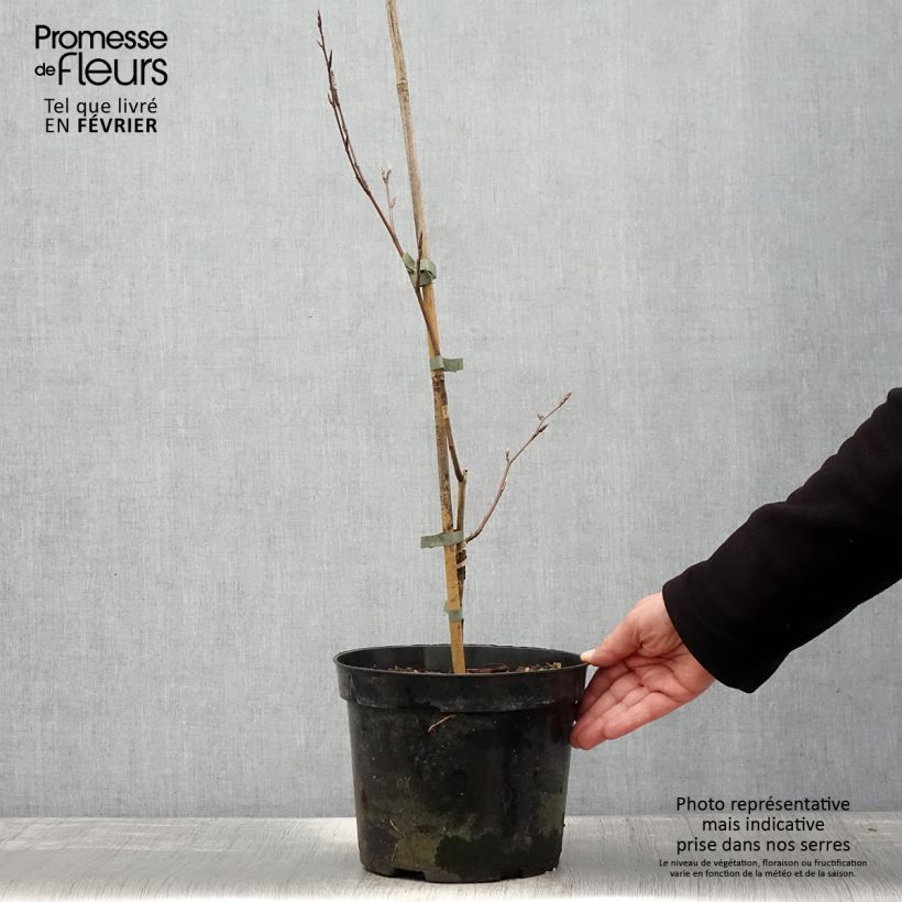 Amostra de Fagus sylvatica f. suentelensis - Hêtre tortillard Pot de 4L/5L tal como entregue no inverno