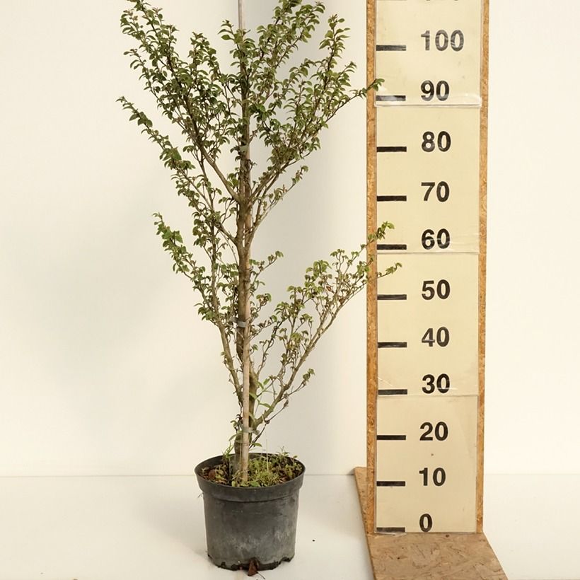 Amostra de Faia Felderbach Vaso de 4 L/5 L tal como entregue no verão