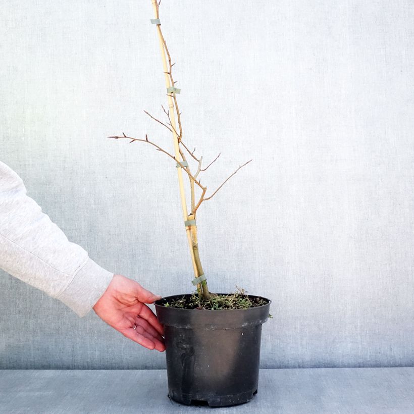 Amostra de Faia Franken Vaso de 4 L/5 L tal como entregue na primavera