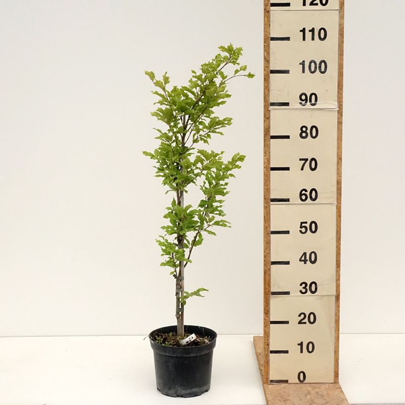 Amostra de Fagus sylvatica Interrupta - Hêtre commun Pot de 4L/5L tal como entregue na primavera