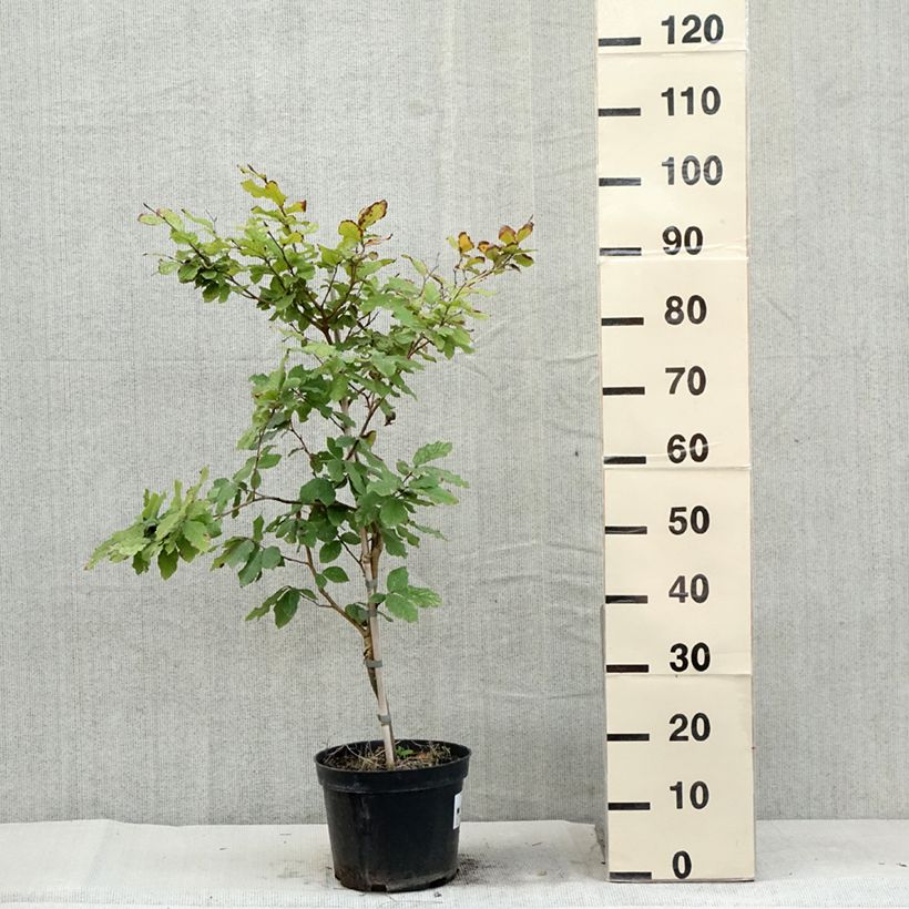 Amostra de Faia Marmor Star Vaso de 4 L/5 L tal como entregue no verão