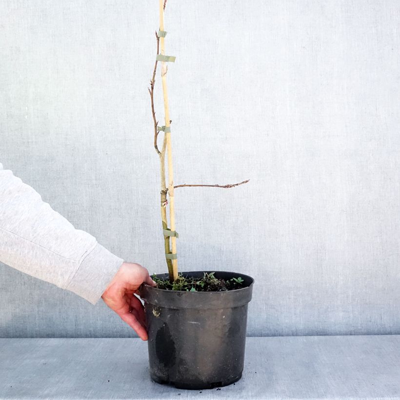 Amostra de Faia Rohan Green Weeping Vaso de 4 L/5 L, Haste tal como entregue na primavera