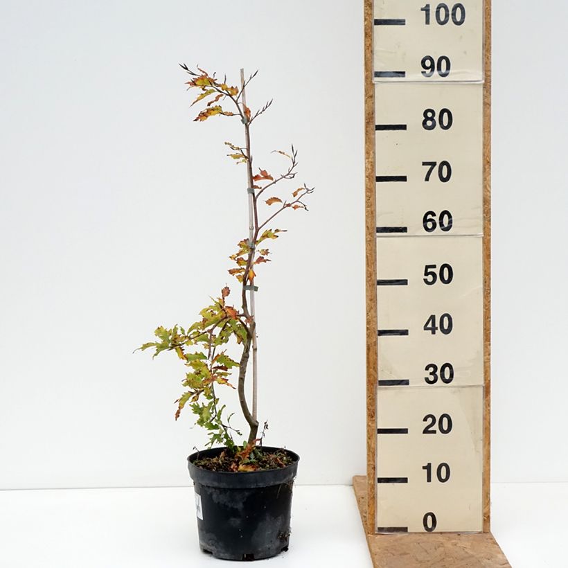Amostra de Fagus sylvatica Rohan Green Weeping - Hêtre pleureur Pot de 4L/5L, Tige tal como entregue no outono
