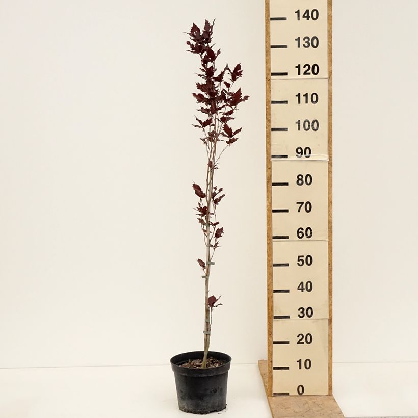 Amostra de Faia Rohan Minaret Vaso de 4 L/5 L tal como entregue na primavera