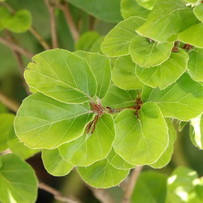 Faia Rotundifolia (Folhagem)