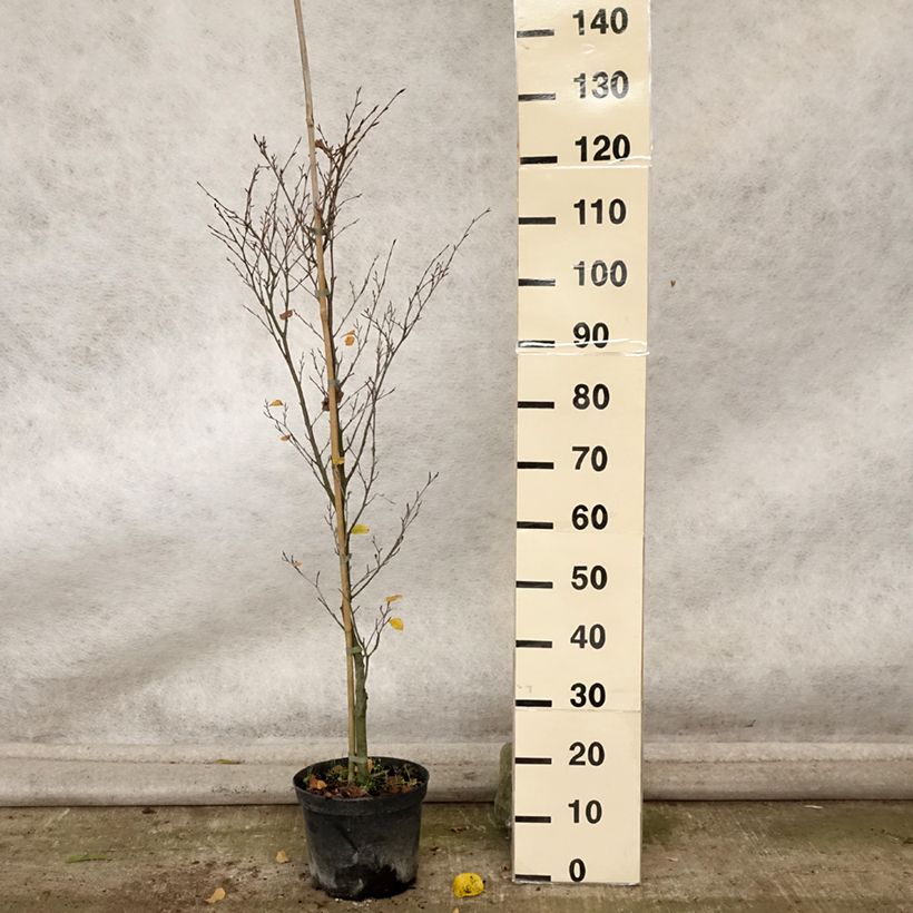 Amostra de Faia Rotundifolia Vaso de 4 L/5 L tal como entregue no outono