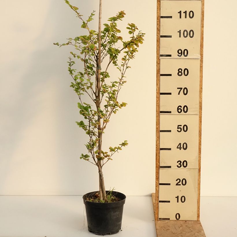 Amostra de Faia Rotundifolia Vaso de 4 L/5 L tal como entregue no verão