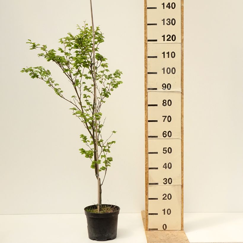 Amostra de Faia Rotundifolia Vaso de 4 L/5 L tal como entregue na primavera